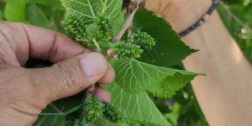 Bursa’nın şifalı dut ağacı