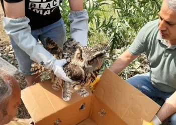 Bursa’da yaralı puhu kuşuna ‘hassas’ operasyon
