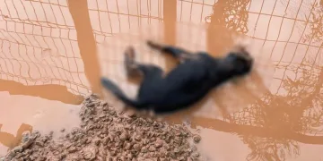 Bartın’daki selde 56 köpek telef oldu