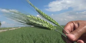 Yağışlar çiftçinin yüzünü güldürdü! Yüzde 75 verim bekliyorlar