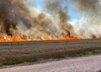 500 dönüm buğday tarlası küle döndü