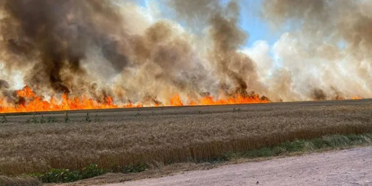 500 dönüm buğday tarlası küle döndü