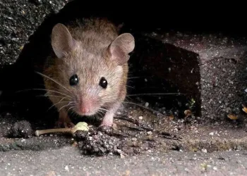 Kemirgenler arasında yeni koronavirüs keşfedildi
