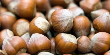 Giresun Tombul Fındığı tescillendi