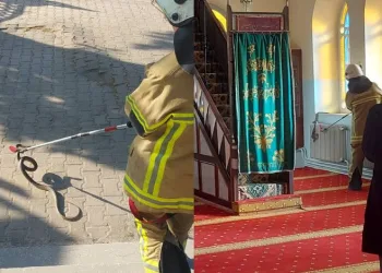 Bursa’da camiye yılan girdi