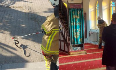 Bursa'da camiye yılan girdi