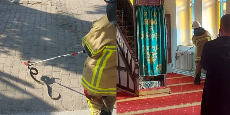 Bursa’da camiye yılan girdi