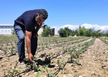 Dolu yağışı tarım alanlarında zarara verdi