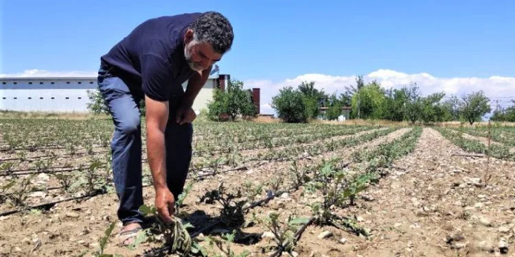 Dolu yağışı tarım alanlarında zarara verdi