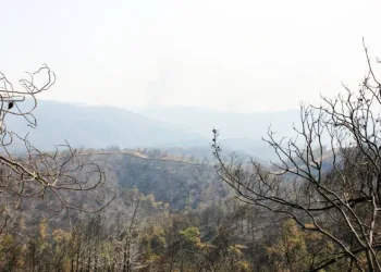 Muğla’da yeşil örtü siyaha büründü