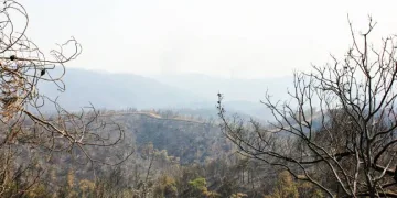 Muğla’da yeşil örtü siyaha büründü