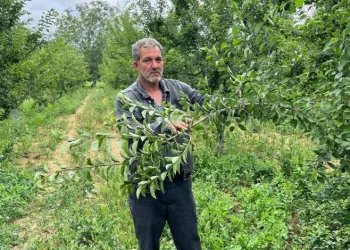 Tarlası soyuldu, hırsızla çay içmek istiyor