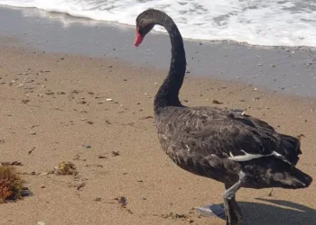 Siyah Kuğu, Türkiye’de ikinci kez görüldü