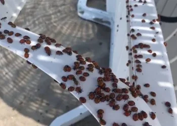 Saros Körfezi’nde uğur böceği istilası