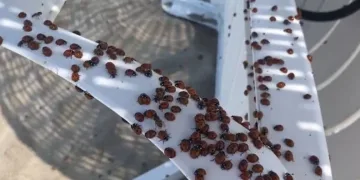 Saros Körfezi’nde uğur böceği istilası