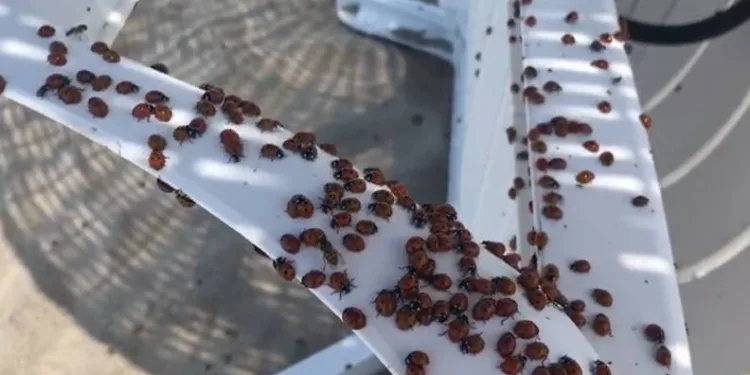 Saros Körfezi’nde uğur böceği istilası
