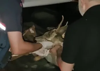 Otomobilin çarptığı karacanın yardımına avcılar koştu