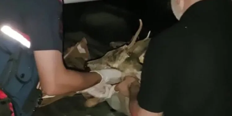 Otomobilin çarptığı karacanın yardımına avcılar koştu