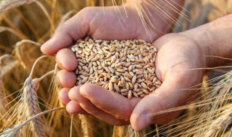 Rusya’da tahıl üretimi azaldı