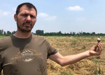 Tarladaki 10 ton sarımsağı çaldılar
