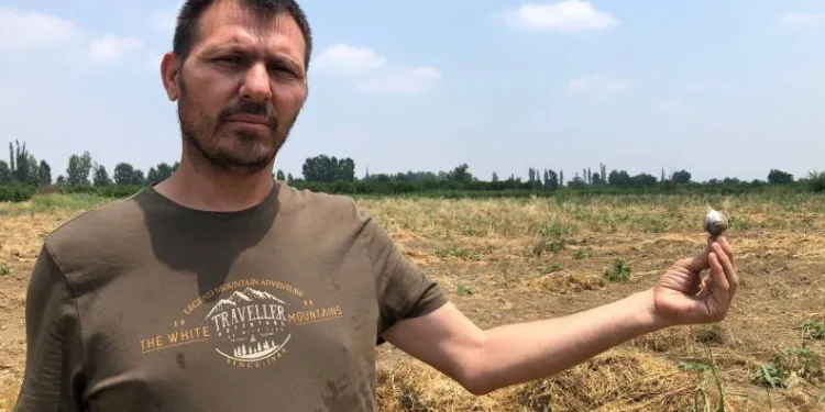 Tarladaki 10 ton sarımsağı çaldılar
