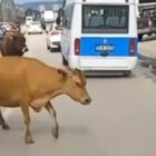 Bursa'da inekler trafiği karıştırdı