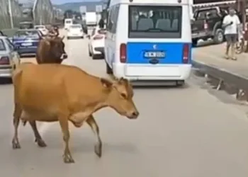 Bursa’da inekler trafiği karıştırdı