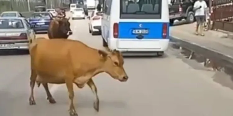 Bursa’da inekler trafiği karıştırdı