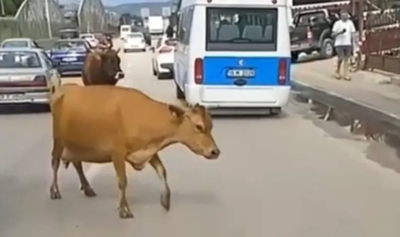 Bursa’da inekler trafiği karıştırdı