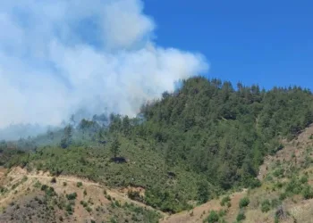 Kahramanmaraş’ta orman yangını