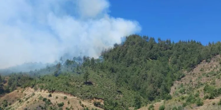 Kahramanmaraş’ta orman yangını