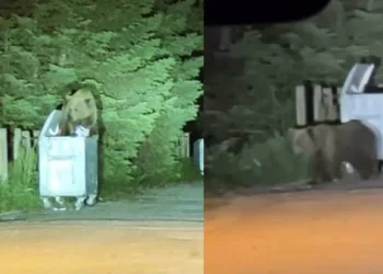 Uludağ’da aç kalan ayılar oteller bölgesine indi