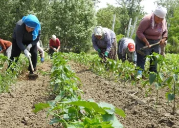 Son yağışlar çiftçiyi sevindirdi