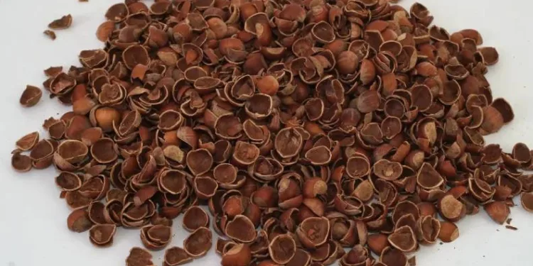 Fındık kabuğu değerleniyor