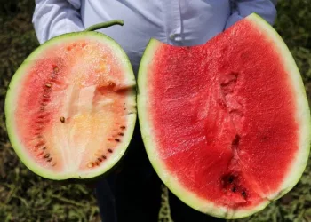 İyi karpuz nasıl olmalı? Çiftçiler uyardı