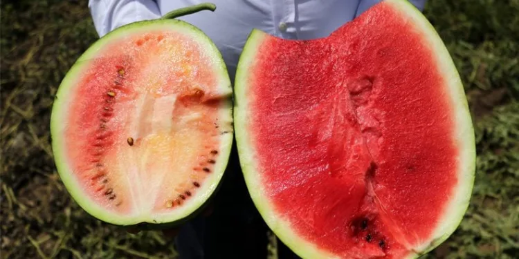 İyi karpuz nasıl olmalı? Çiftçiler uyardı