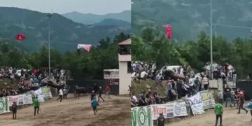 Rakibinden kaçan boğa seyirci tribününe daldı