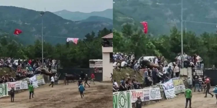 Rakibinden kaçan boğa seyirci tribününe daldı