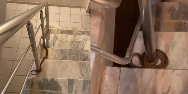 Apartmana giren yılan paniğe neden oldu