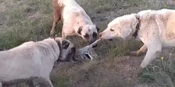 Vurdukları tavşanı köpeklere parçalattılar