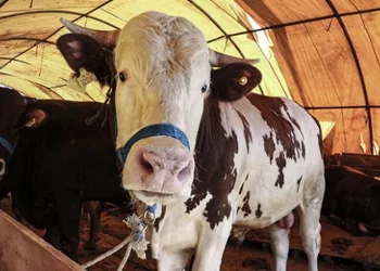Kurban vekalet ücreti belli oldu