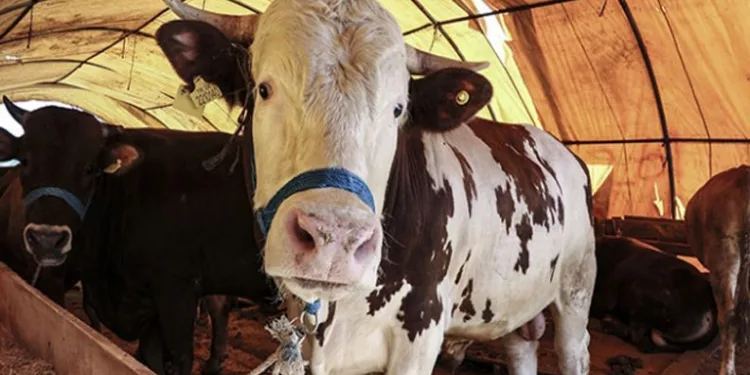 Kurban vekalet ücreti belli oldu
