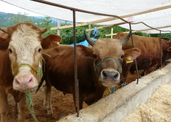 Kurbanlık hayvanlar pazara indi