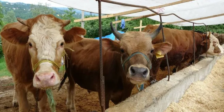 Kurbanlık hayvanlar pazara indi