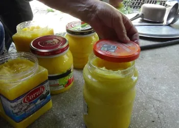 Kars’ta sarı yağ mesaisi başladı
