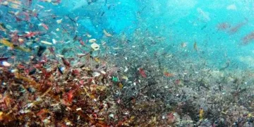 Mikroplastikler deniz canlılarını tehdit ediyor