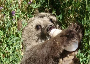 Sevimli ayı ‘Haçuvan’ Bursa’ya geliyor
