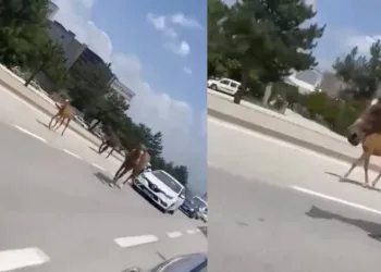Bursa’da başıboş atlar trafiği felç etti