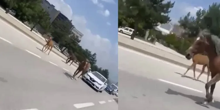 Bursa’da başıboş atlar trafiği felç etti
