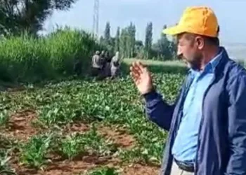 Yaban domuzları çiftçilerin korkulu rüyası oldu